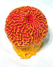 Load image into Gallery viewer, Artificial Brain Coral