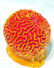 Load image into Gallery viewer, Artificial Brain Coral