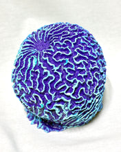 Load image into Gallery viewer, Artificial Brain Coral