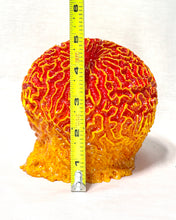 Load image into Gallery viewer, Artificial Brain Coral