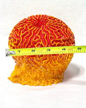 Load image into Gallery viewer, Artificial Brain Coral