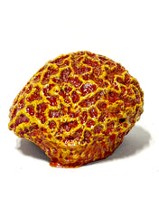 Load image into Gallery viewer, Artificial Brain Coral